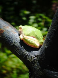 Close-up of lizard on tree