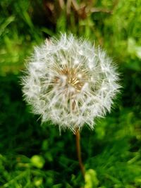 Close-up of white dandelion flower