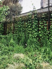 Ivy growing on wall