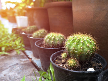 Close-up of potted cactus plant in yard