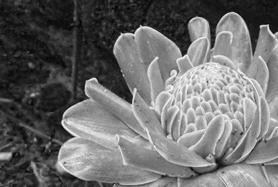 Close-up of succulent plant