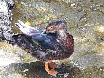 High angle view of duck swimming on lake