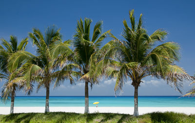 Palm trees on beach against clear blue sky