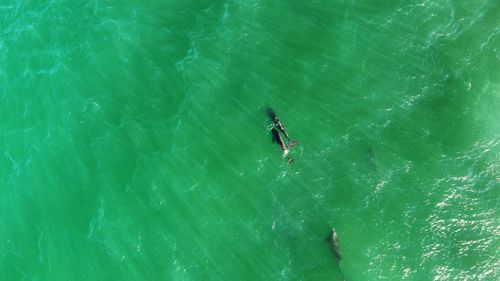 Aerial view of dolphins swimming in sea