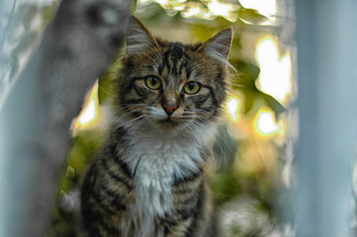 Close-up portrait of cat