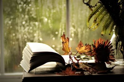 Close-up of open book with leaves on plant