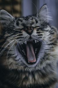 Epic cat yawns. sleepy grey kitty cat yawning. portrait closeup