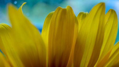 Close-up of yellow flowering plant