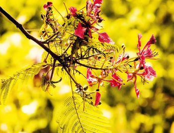 Close-up of flowering plant against tree