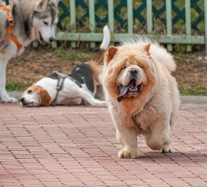 View of a dog on footpath