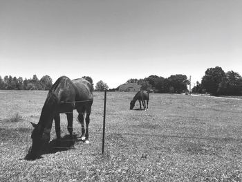 Horse grazing on field against clear sky