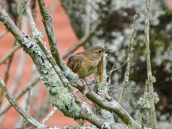 Close-up of bird perching on tree