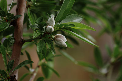 Close-up of fresh green plant