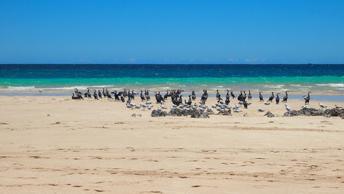 Flock of birds on beach against clear blue sky