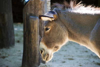 Donkey by wooden post on field