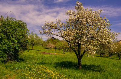 View of cherry blossom tree in field