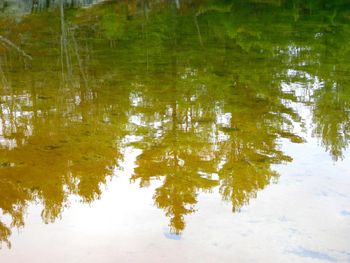 Reflection of trees in water