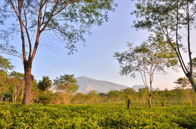 Tea plantation