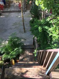 High angle view of steps amidst palm trees