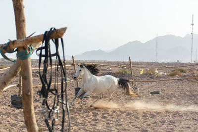 Horses in the field