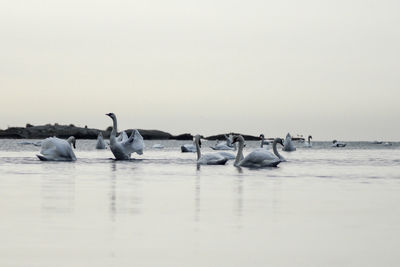 Ducks swimming in lake against clear sky