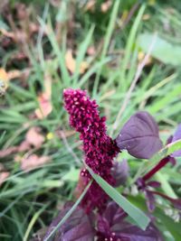 Close-up of purple flowering plant on field