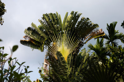 Low angle view of palm trees against sky