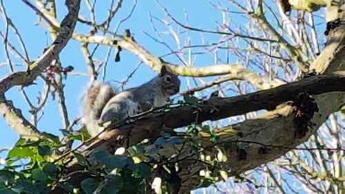 Low angle view of bird perching on tree