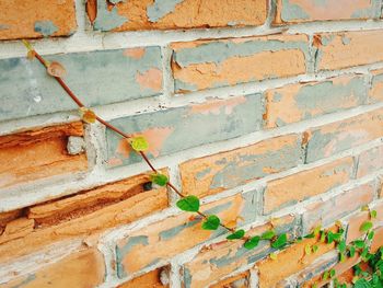 Full frame shot of ivy on brick wall