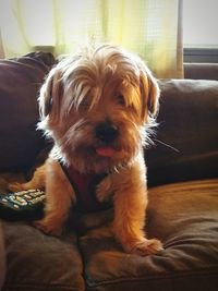 Portrait of dog sitting on sofa at home