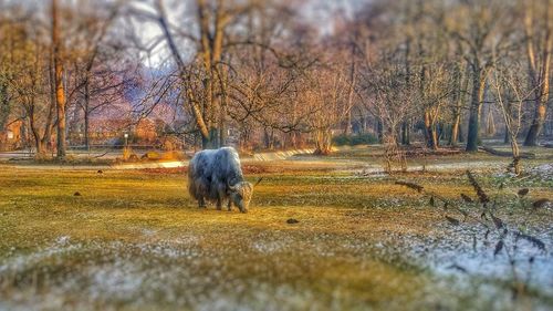 Rear view of horse in park