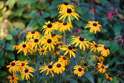 Close-up of yellow daisy flowers