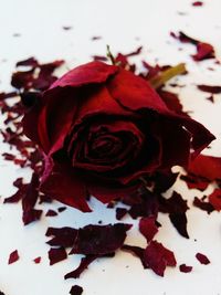 Close-up of red rose