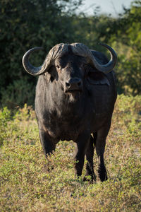 Portrait of cape buffalo standing in grassy field