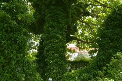 Low angle view of trees in forest