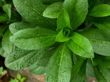 Close-up of raindrops on leaves