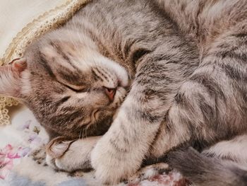 Close-up of cat sleeping