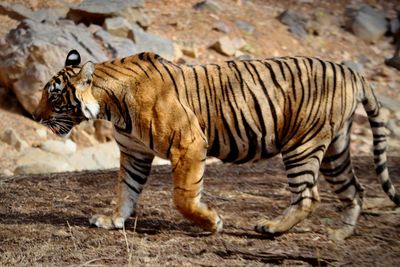 Tiger walking in a horse