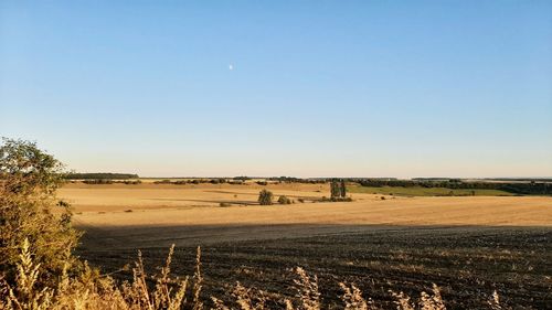 Scenic view of field against clear sky