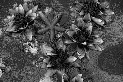 Close-up high angle view of flowers