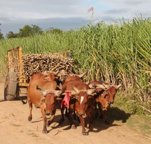 View of cows on field