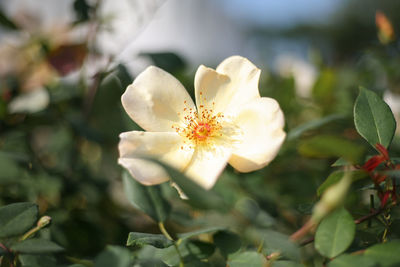 Close-up of white flowering plant