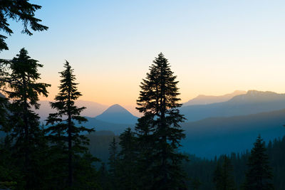 Silhouette of trees at sunset