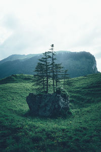 Scenic view of grassy field