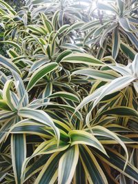 Full frame shot of plants