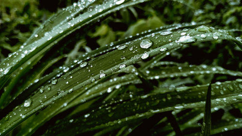 Close-up of wet plant leaves during rainy season