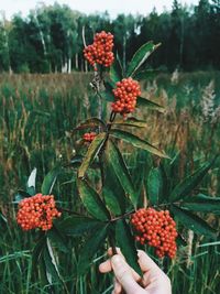 Red berries growing on plant at field