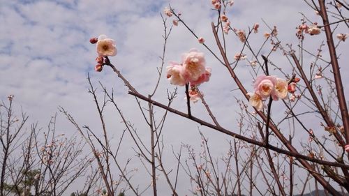 Low angle view of flowers against sky