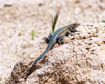 Close-up of lizard