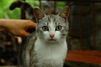 Close-up portrait of cat